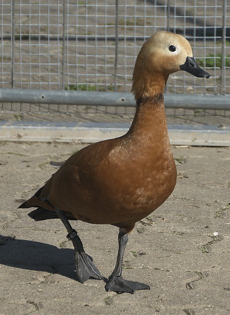 胜负直接关