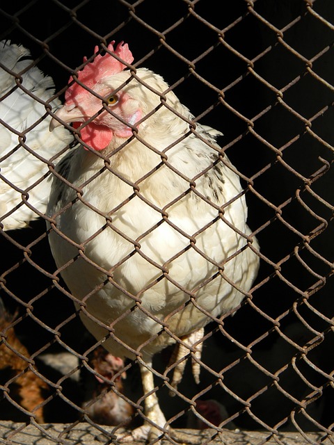 面临的战术 面临的战术